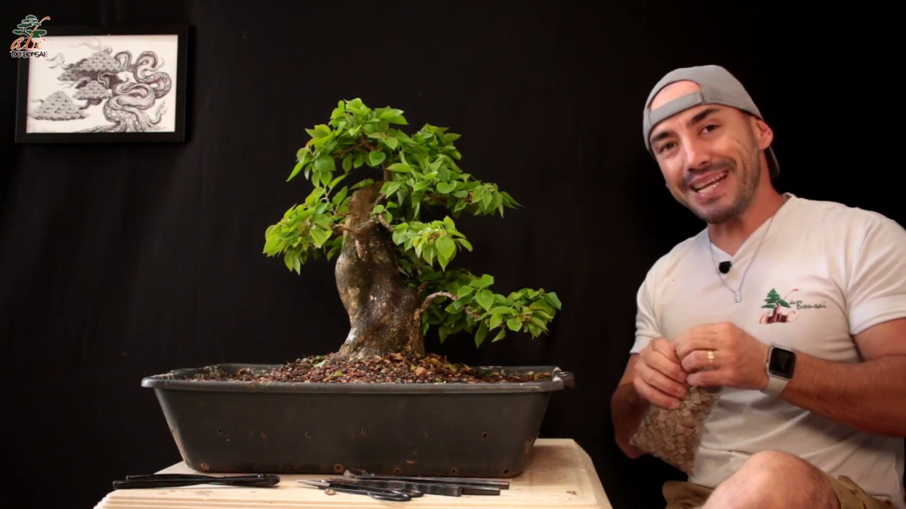BONSAI DE PRIMAVERA - PARTE 2