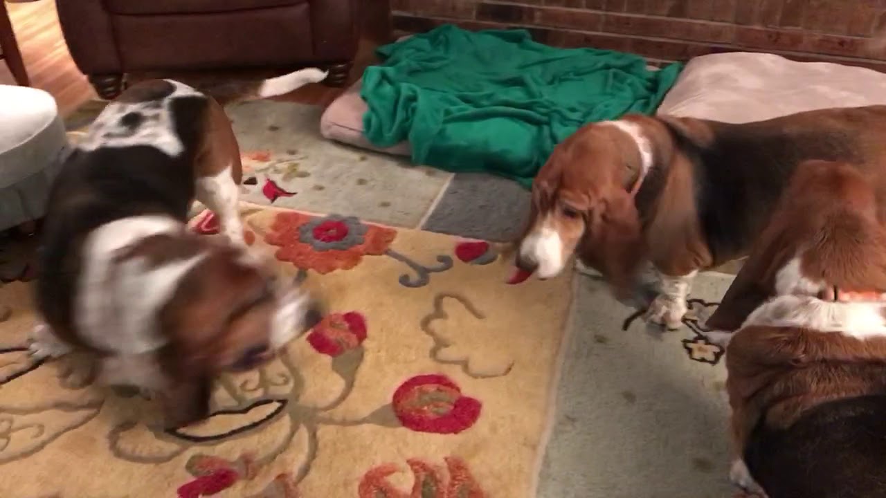 My 3 Sons at Play