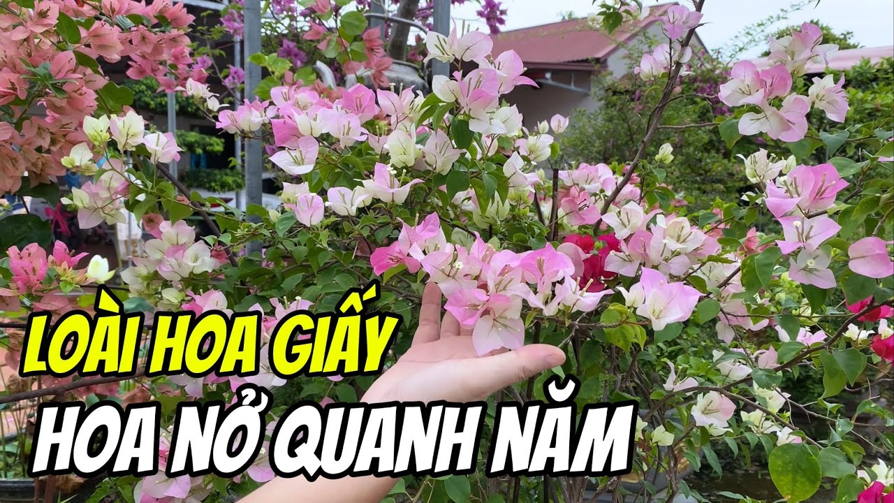 Hoa giấy nào nở hoa quanh năm đáng trồng nhất?