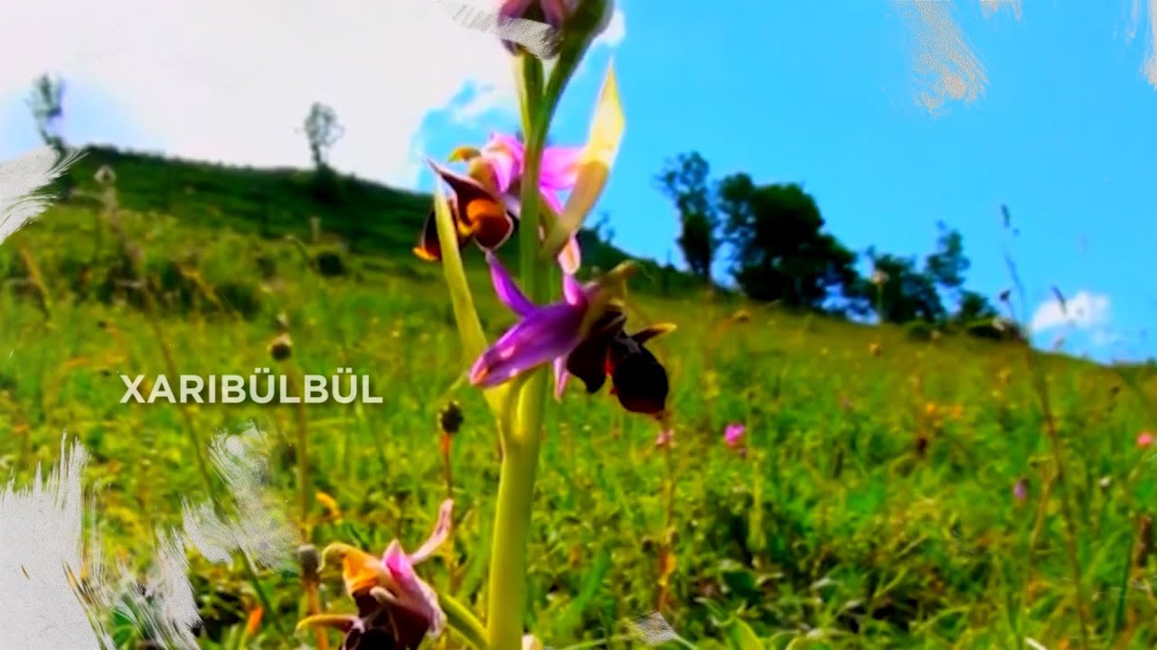 Xarıbülbül