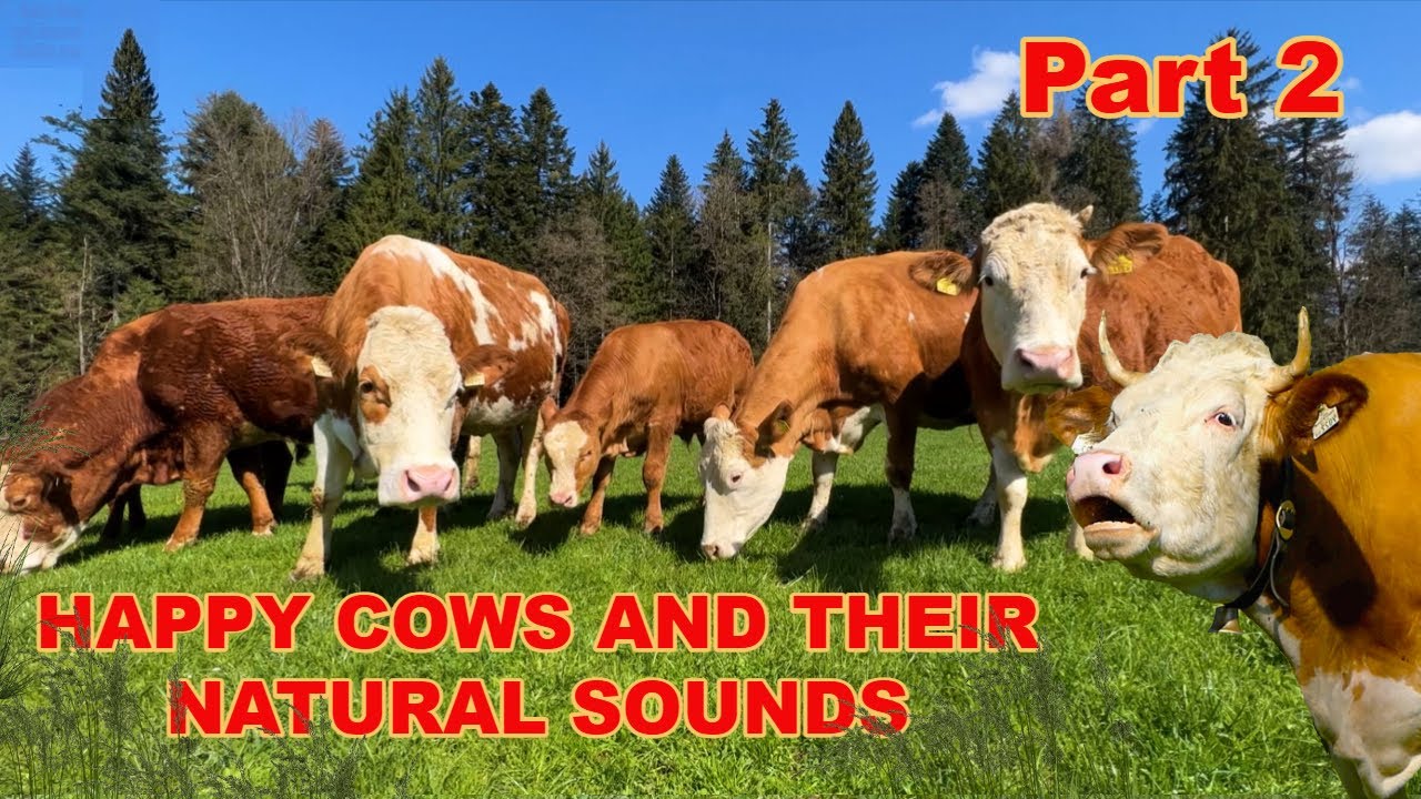 Kühe muhen - Tierstimmen für Kinder - Glückliche Rinder auf dem Bauernhof TEIL 2 cows moo on a farm