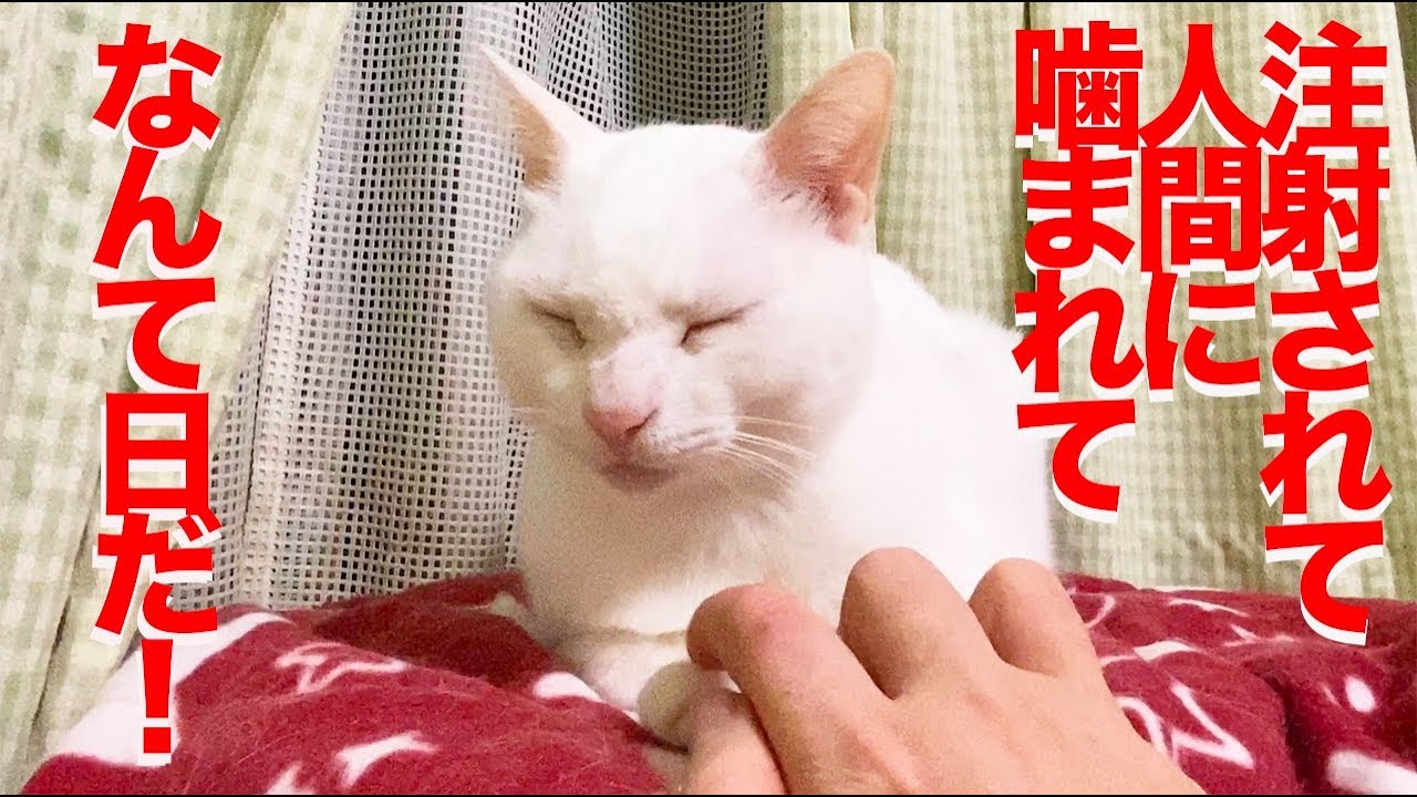 腎不全のウチューネコチャン、人間に噛まれてむっちゃスネる My spacecat was sulking after he went to his veterinarian
