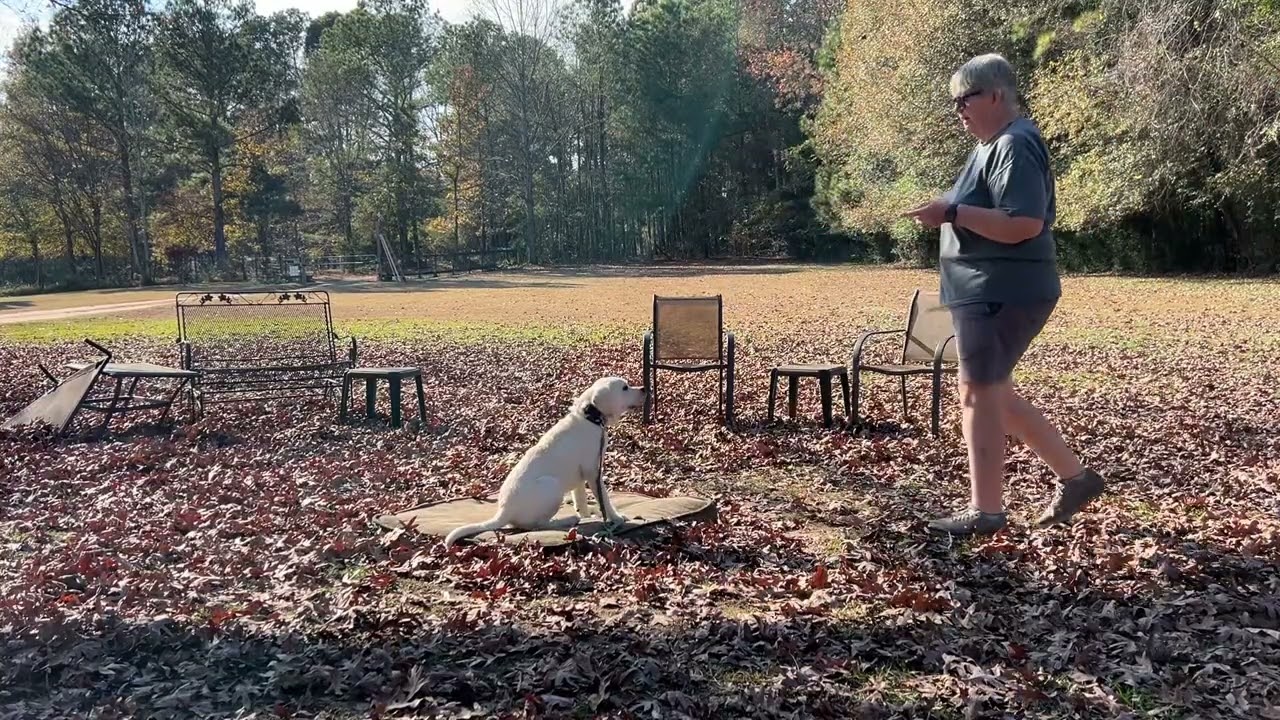 Blu - leash work + place intro