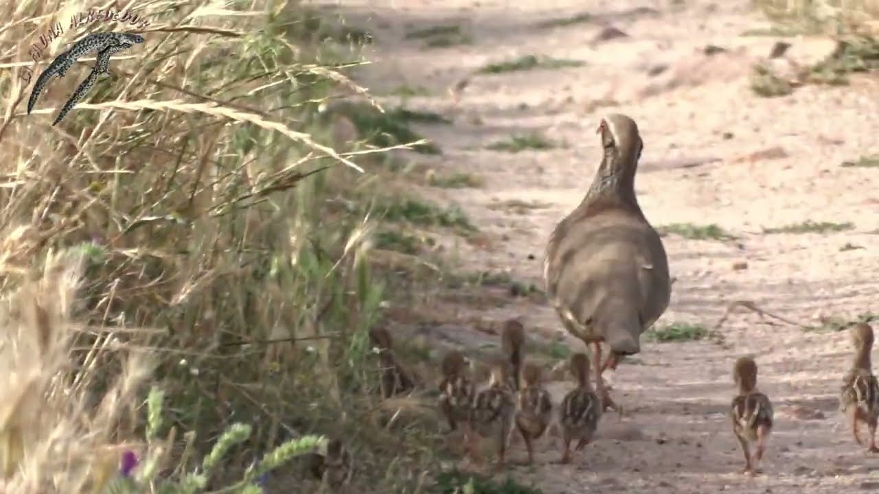 Perdiz roja (Alectoris rufa) acudiendo a llamada y perdigones