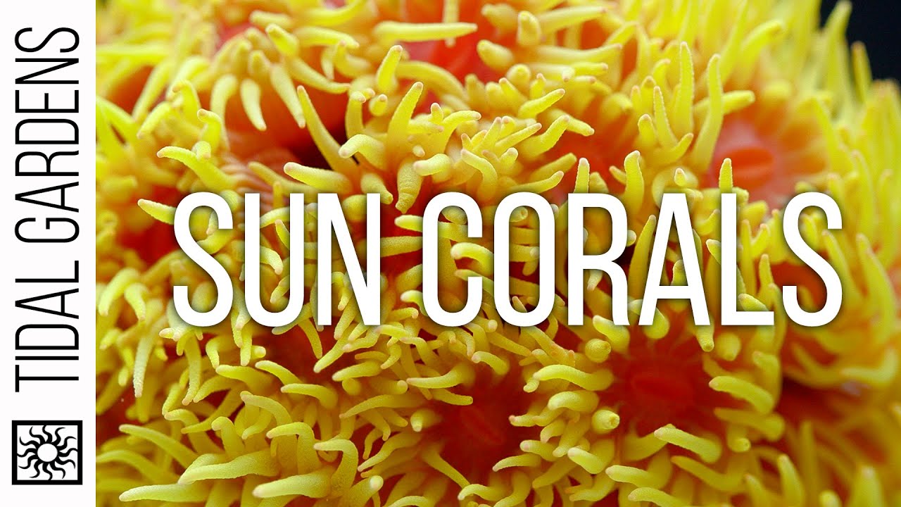 Tubastraea Sun Coral Care Tips