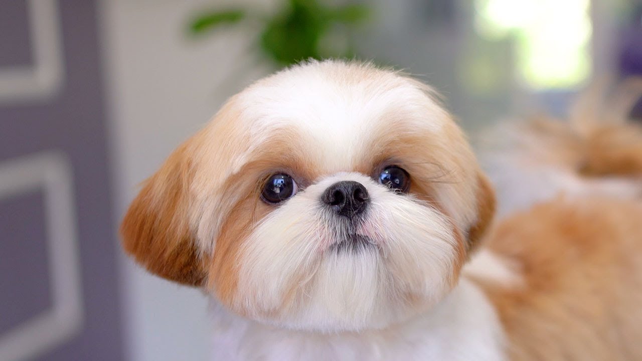 Маленький сердитый щенок! но это так мило, что я совсем не испугалась!!✂️❤️🐶