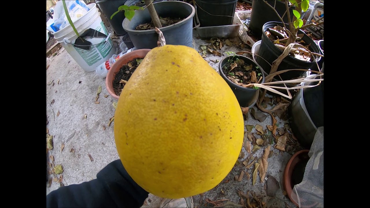 Black twig lime, Indio mandarinquat, Orange Frost, Sanguina Doble fina, citsuma, Amoa 8