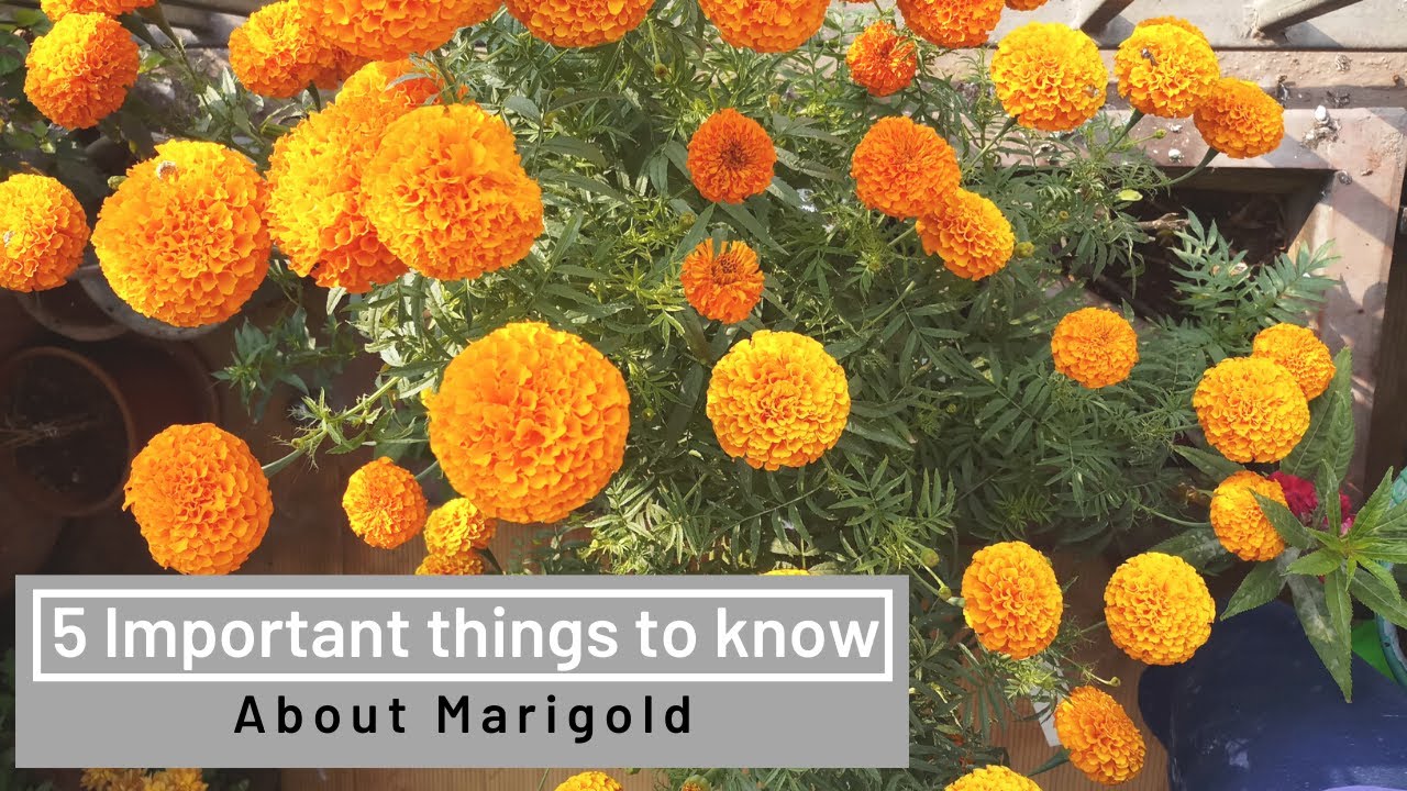 5 most important things to know about marigold | Organic garden | e URBAN ORGANIC GARDEN
