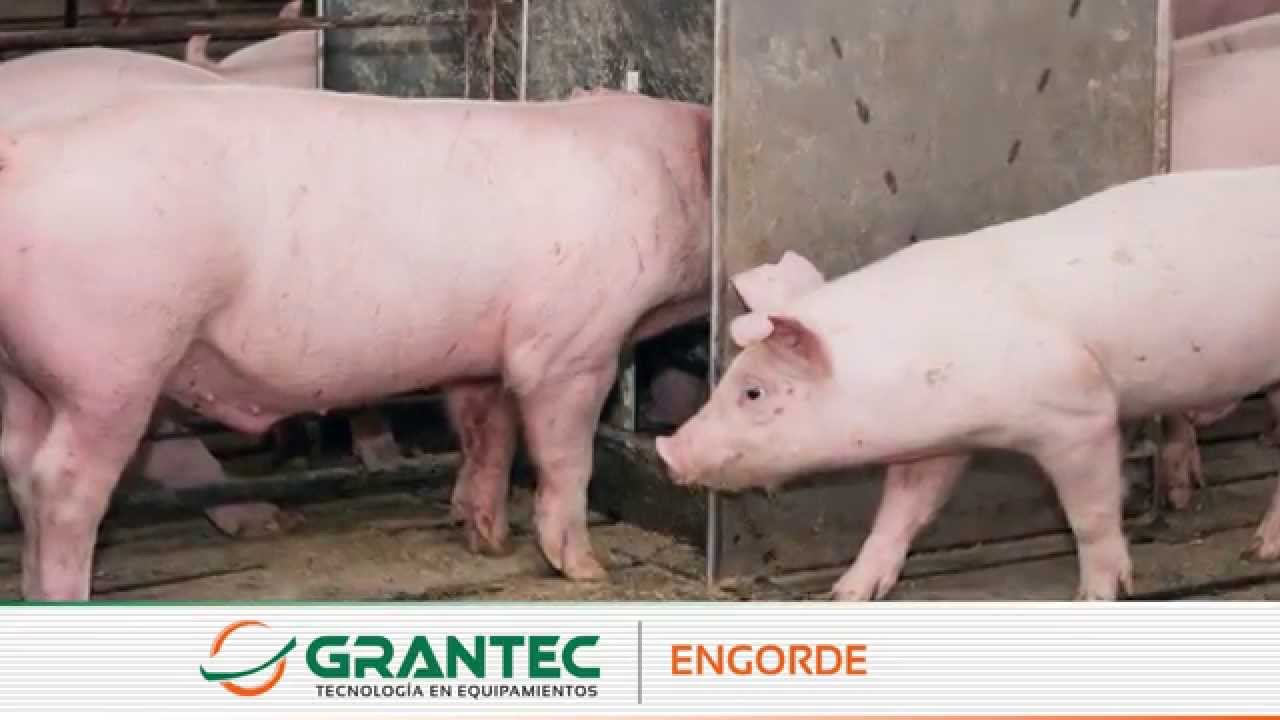 Engorde