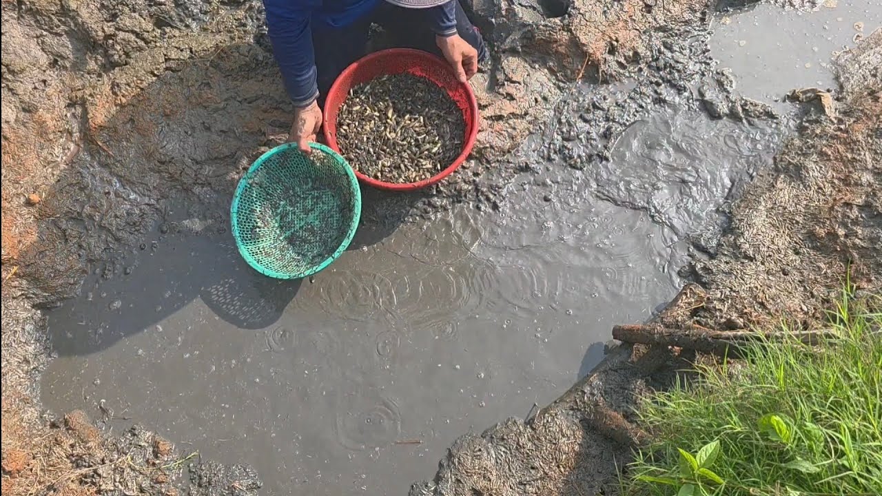 Giải cứu cá mắc cạn (T187) 