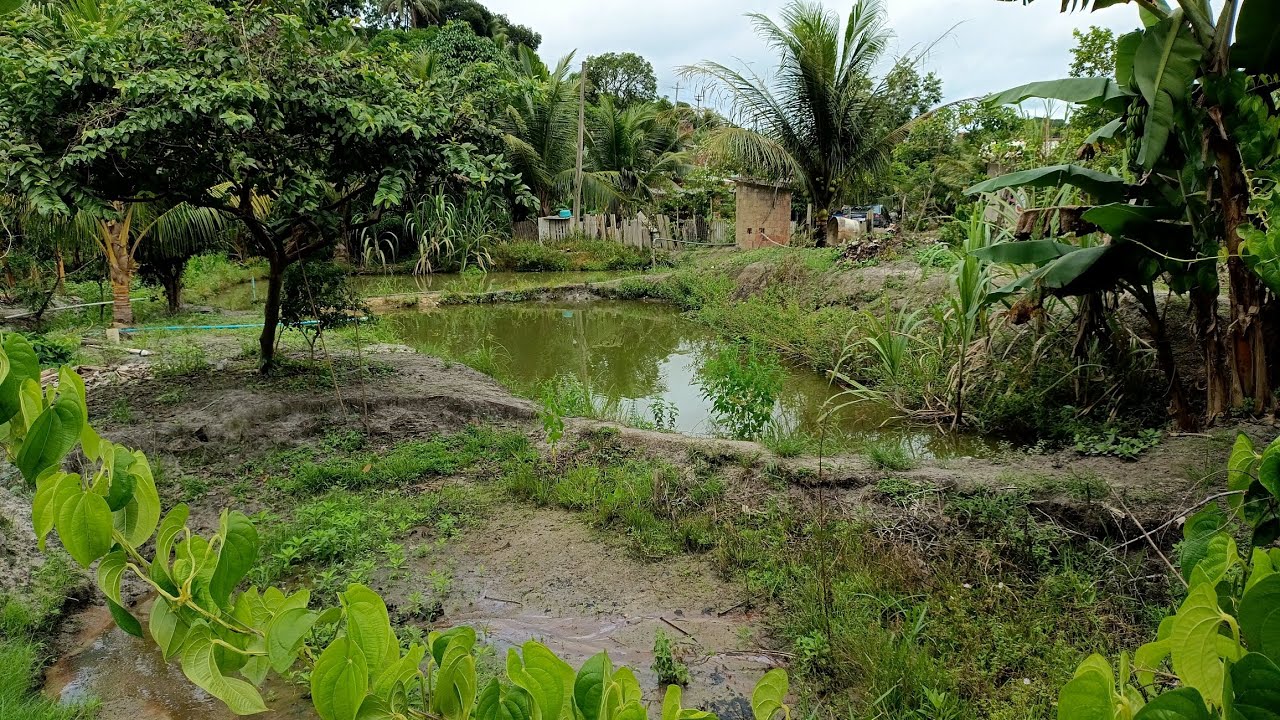 Vende se esse sítio no bairro nova Palmares em Palmares PE 80 mil (081)91838277 / ou (081)996309085