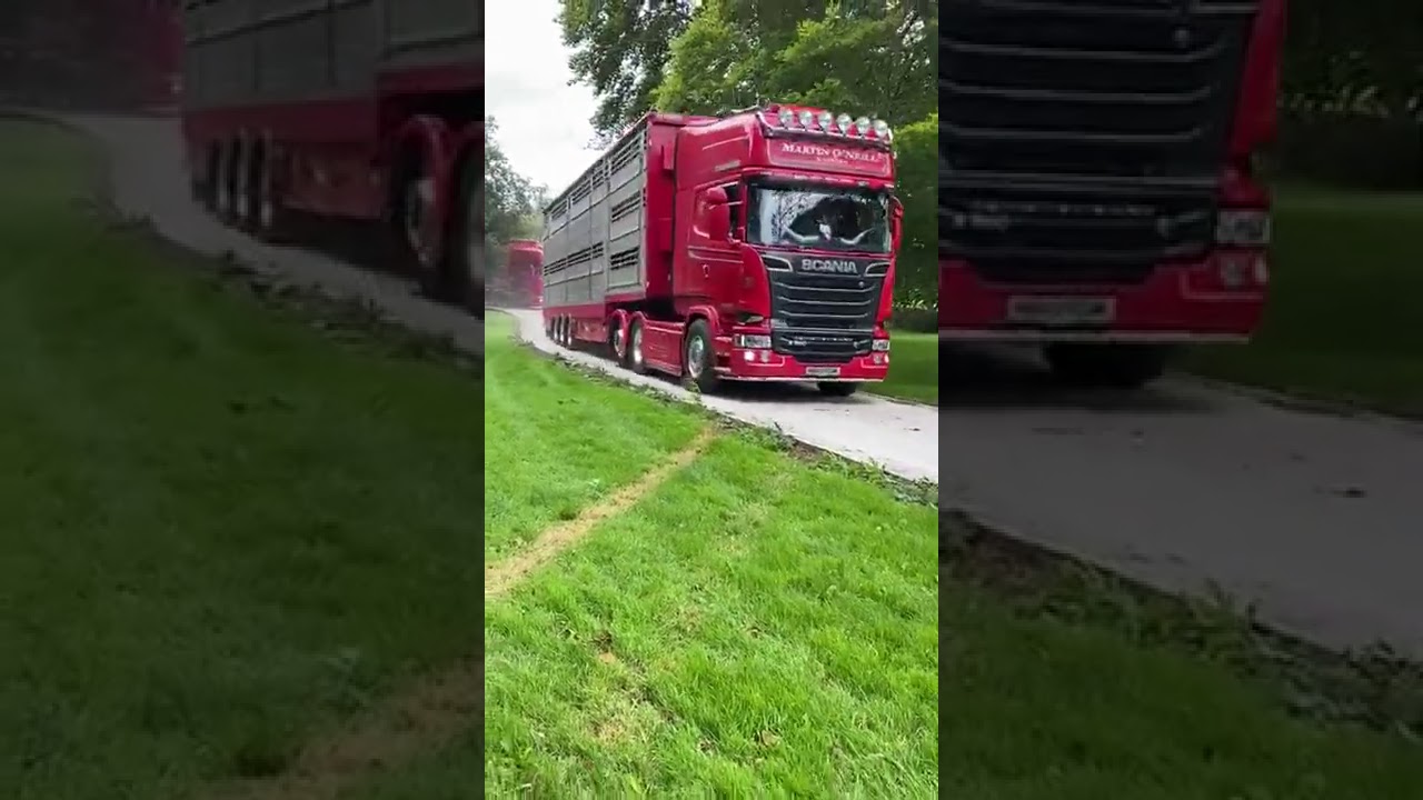 Transport #irishangus #heifers #export #trucks #livestock #transport