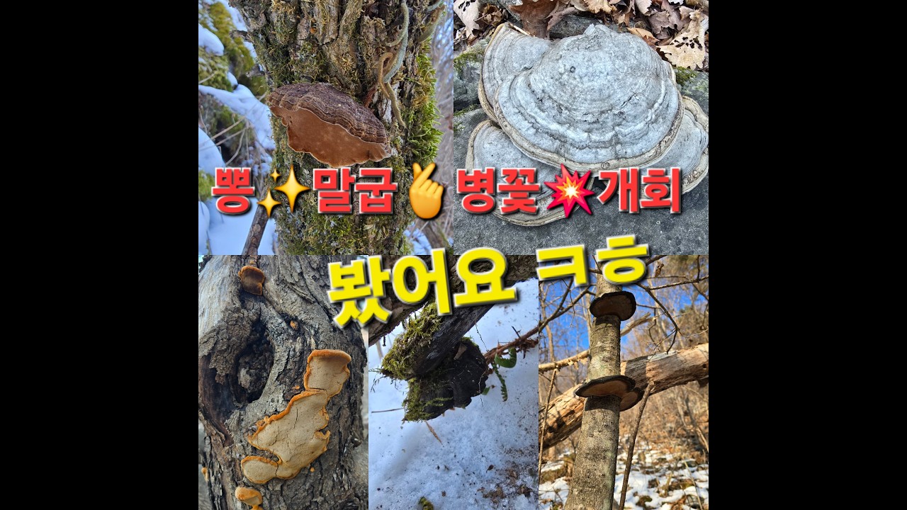 뽕 말굽 병꽃 개회상황 까지 봤어요~^^
