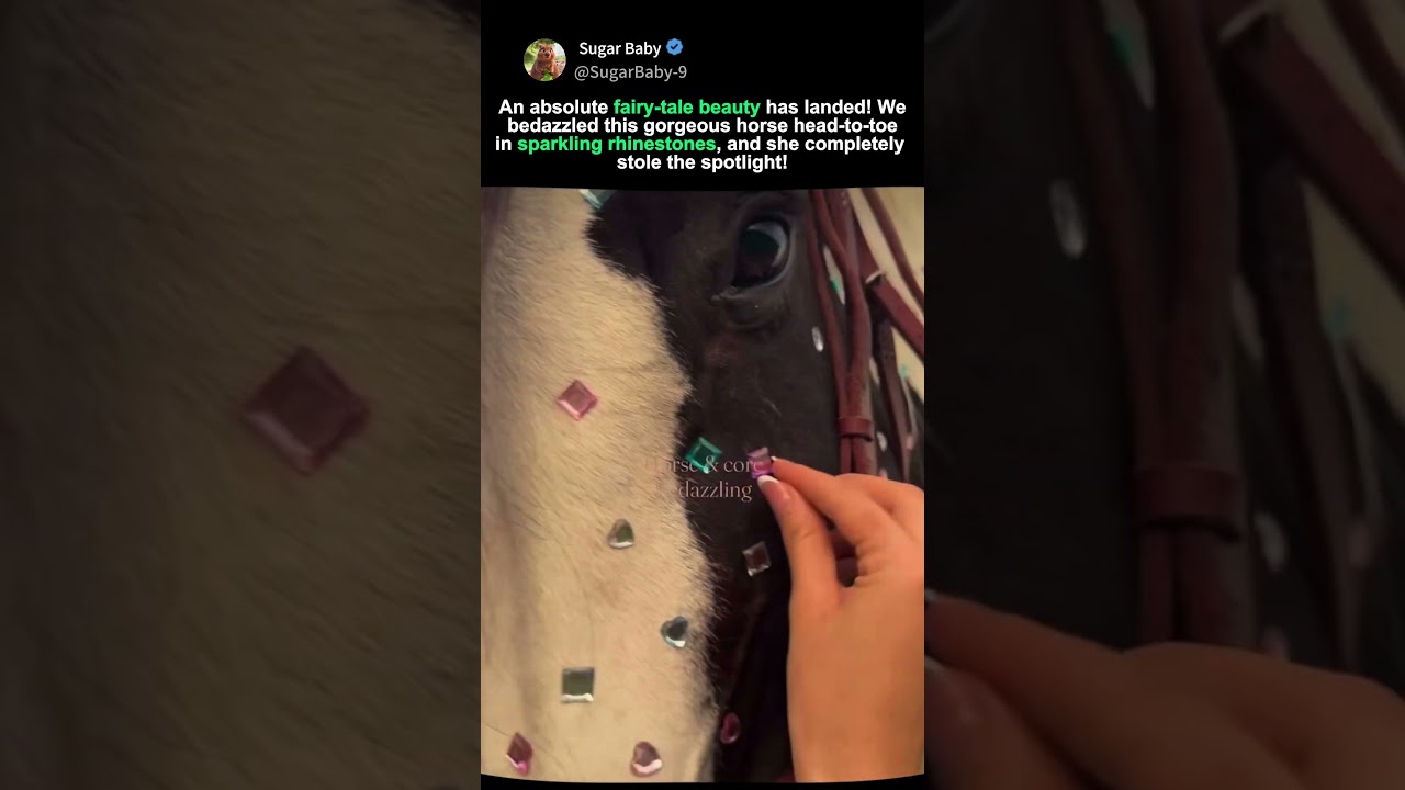 This Bedazzled Horse is Pure Perfection! Stealing the Entire Show!