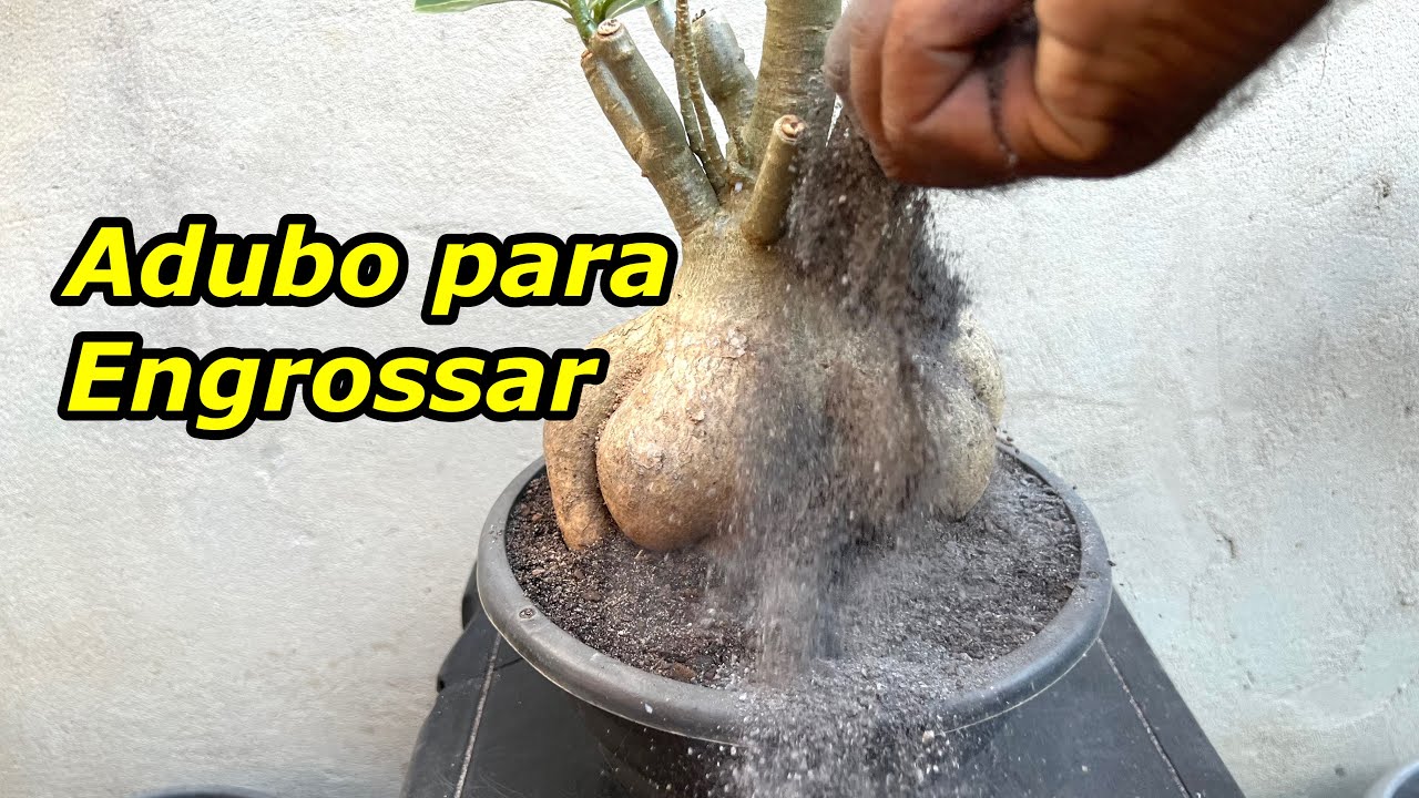 Adubo para engrossar e fazer crescer rosa do deserto e plantas em geral 