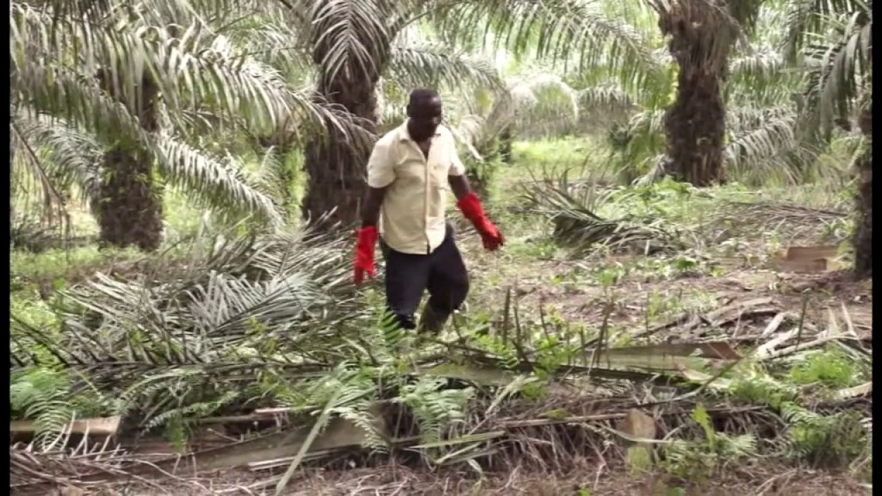 Solidaridad Palm Oil: Training Video on Pruning & Canopy Management