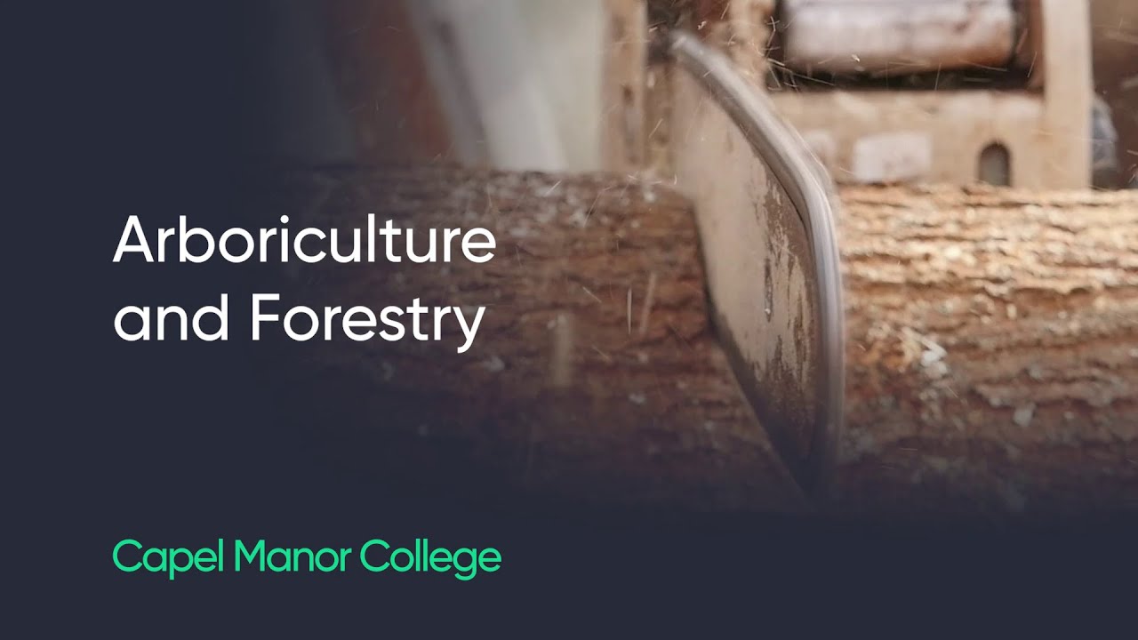 Study arboriculture and forestry at Capel Manor College