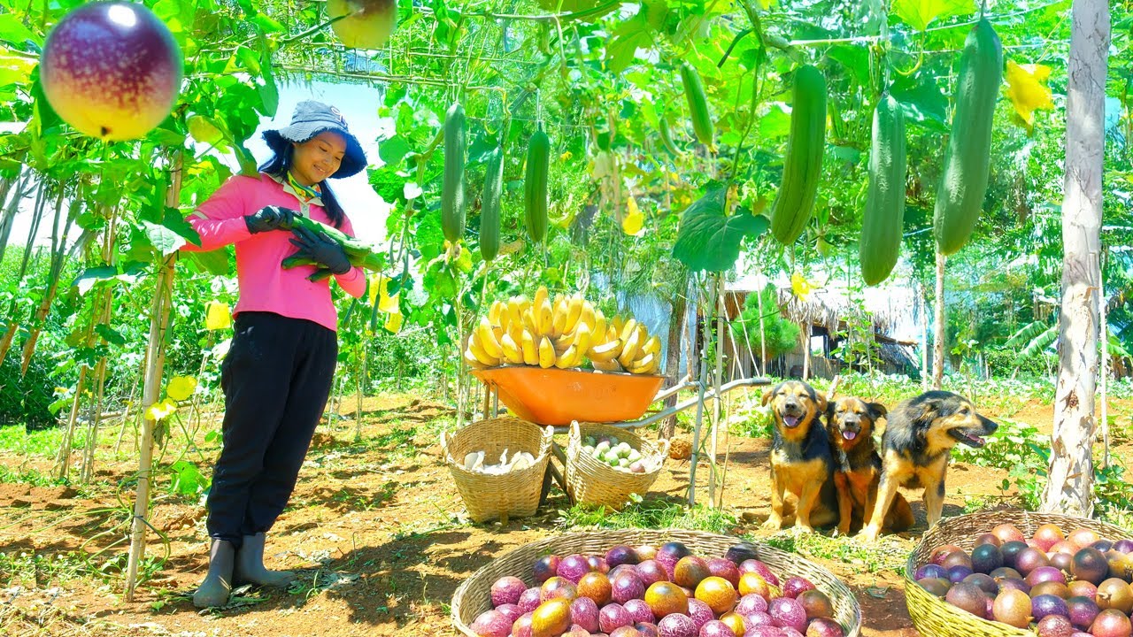 Harvest Mushrooms, Loofah, Bananas, Eggplant, Passion Fruit To Sell At  Market, Plant Green Eggplant