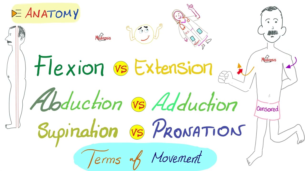 Movement (Flexion, Extension, Abduction, Adduction, Circumduction, Rotation, Pronation, Supination)