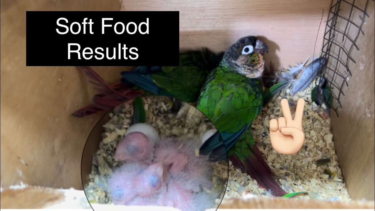 Best Soft Food Results | Small Conures Breeding Tips | Conure Chicks | 