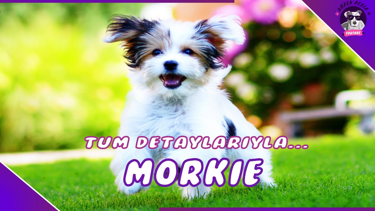 Morkie Köpek Irkı(EN SEVİMLİ 2 IRKIN KARIŞIMI)