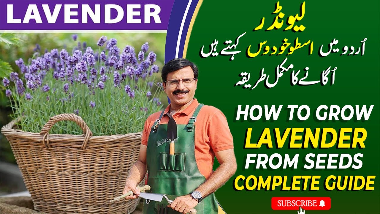 How To Grow LAVENDER From Seeds | Complete Guide | Gardening With Javed Iqbal