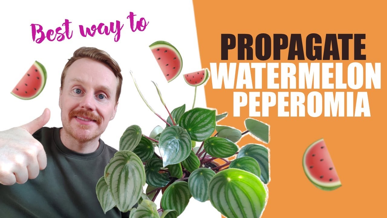 How to propagate watermelon peperomia - Grow your own - Leaf propagation - Stem propagation