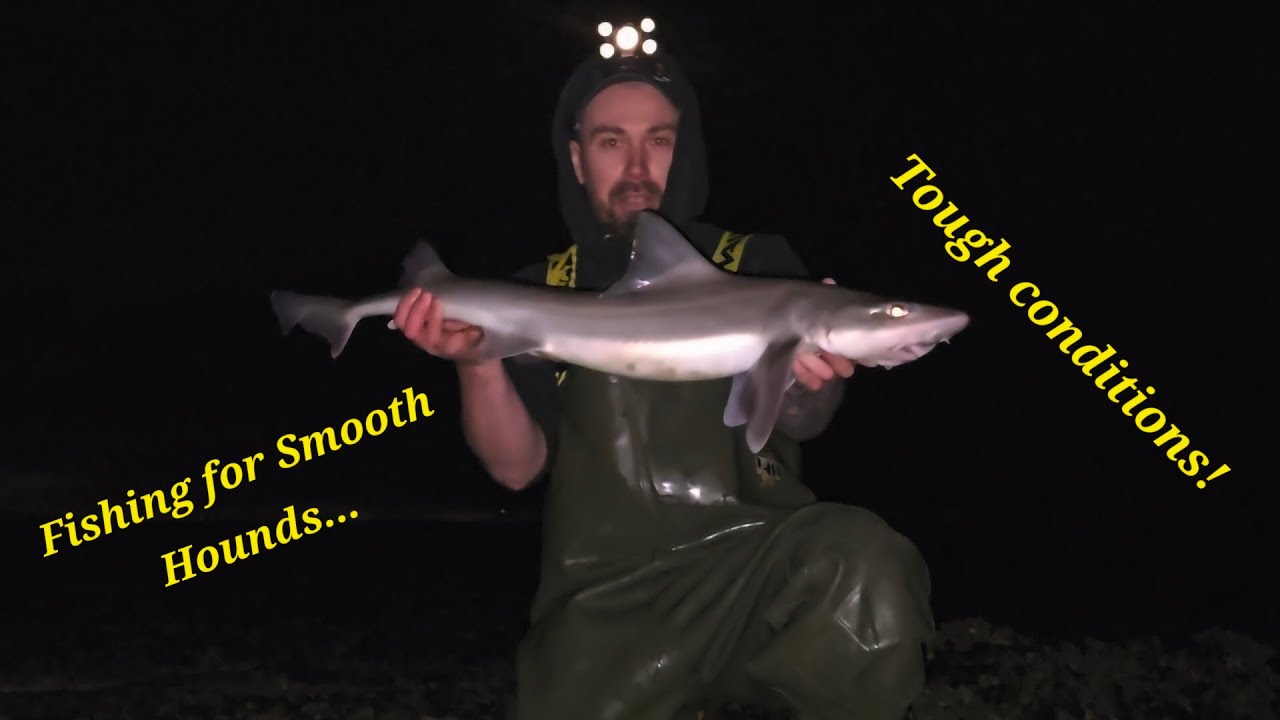 Catching Smooth Hounds in tough conditions! #fishing #smoothhound #lowtide #dongle
