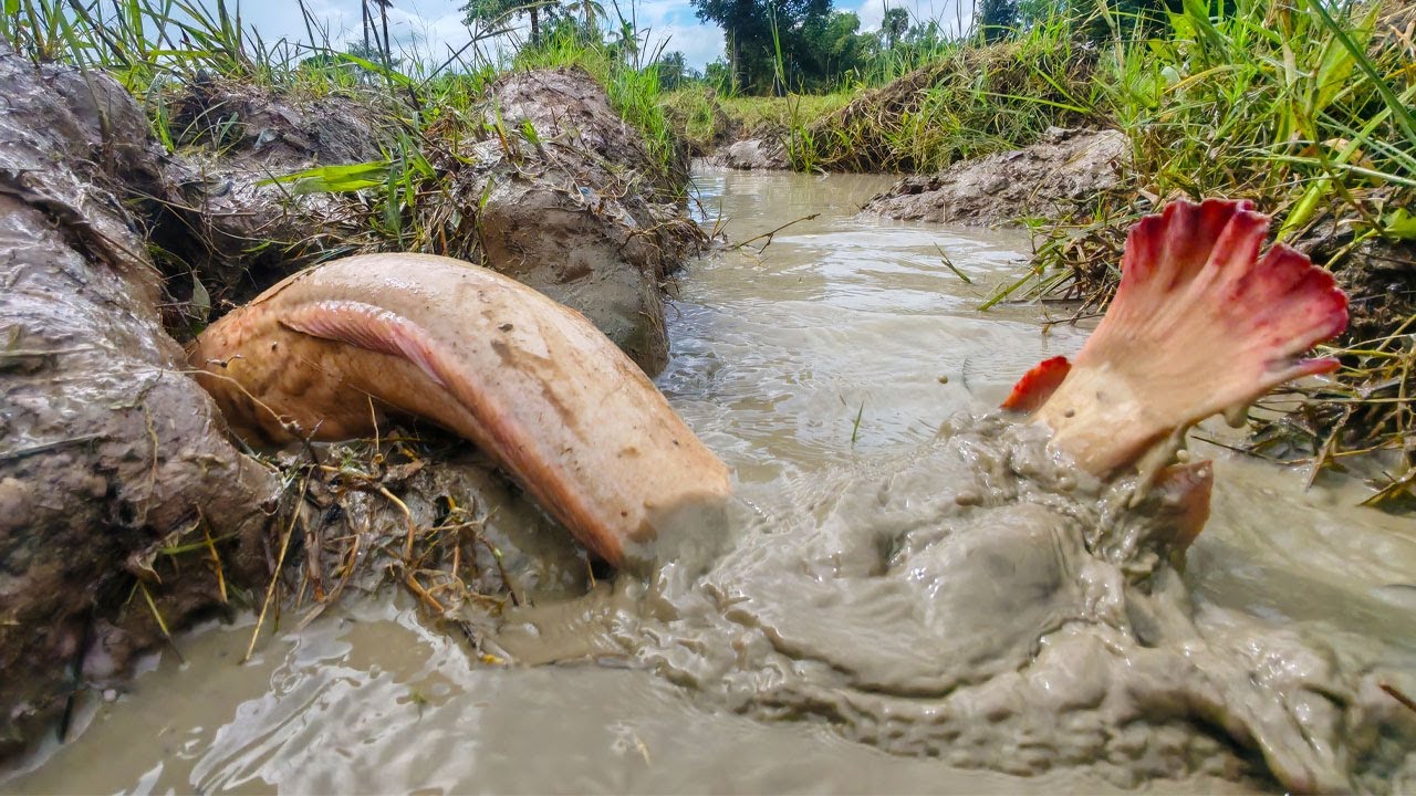 WOW full video! a fishing skills catch fish in the rice field and pick duck eggs by best hand rain