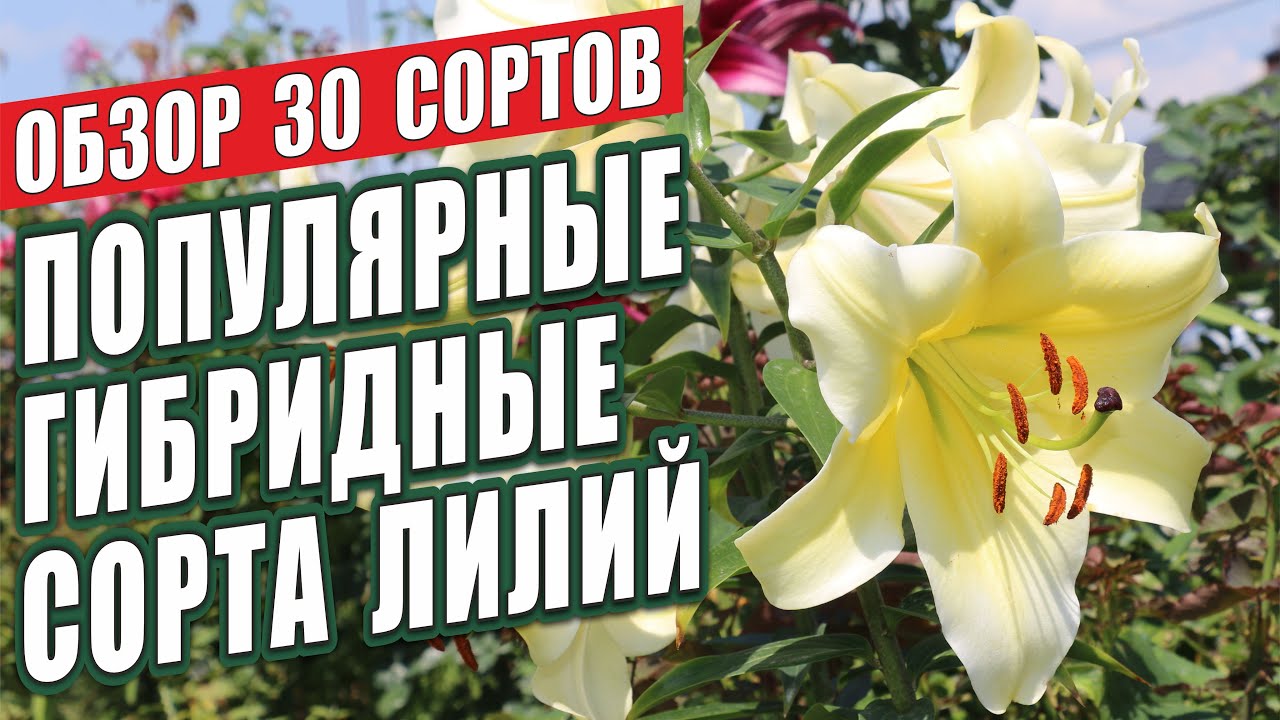 ПОПУЛЯРНЫЕ ГИБРИДНЫЕ СОРТА ЛИЛИЙ. ОБЗОР 30 СОРТОВ. ЛИЛИИ В САДУ.