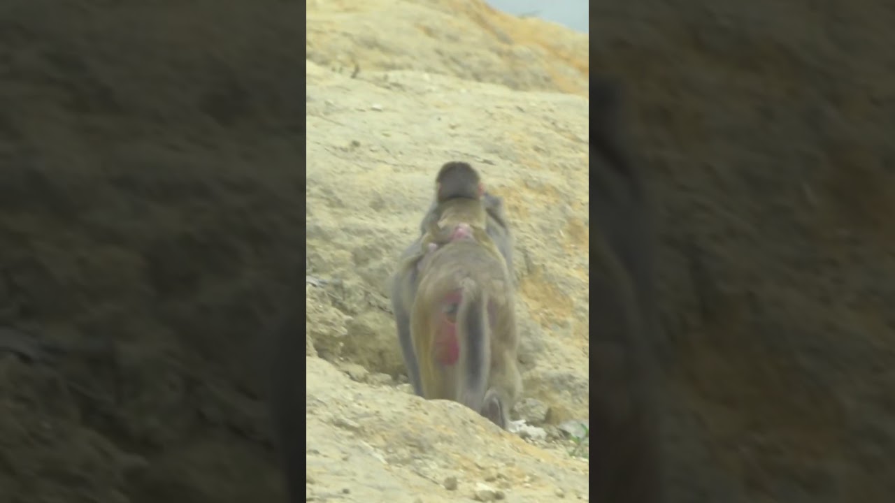 Warm family time of mother monkey and her baby