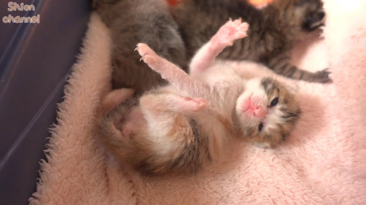 【生後９日】お腹がポンポコリンすぎて全然起き上がれない赤ちゃん猫