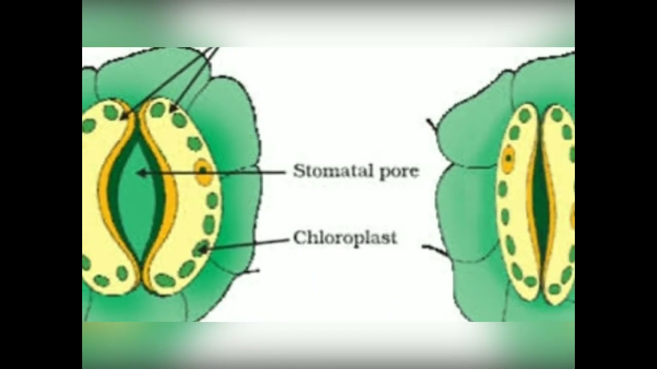 #Gaseous exchange in plants