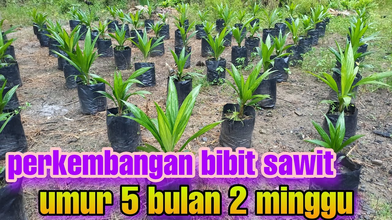 🔴pemupukan lanjutan umur bibit sawit 5 bulan 2 minggu