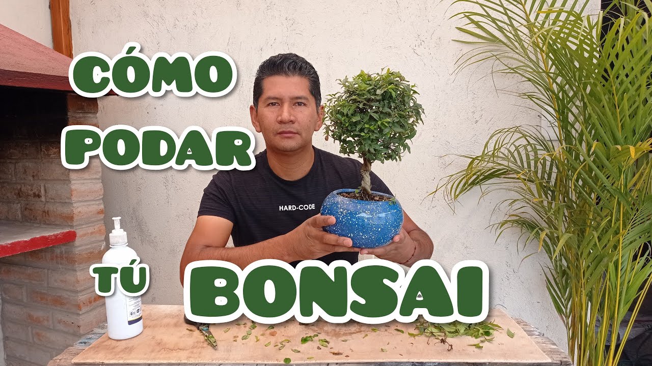🌳 CÓMO PODAR TÚ BONSAI GUAYACÁN * sin miedo 🌵🌱🌷