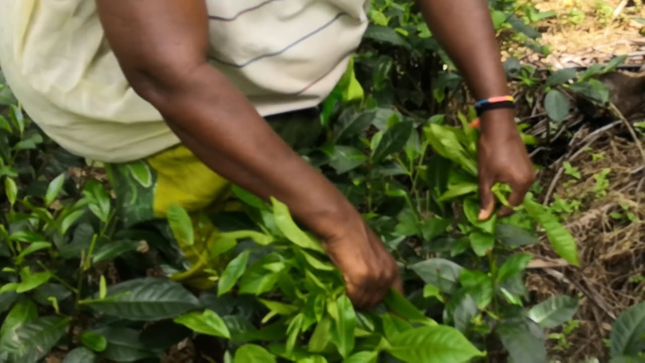 Episode 13 -  Art of Tea Plucking