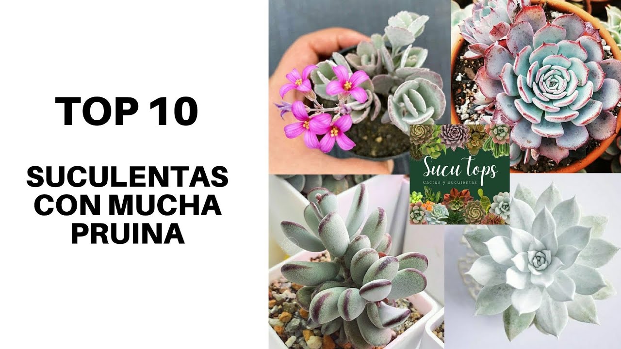 TOP 10 SUCULENTAS CON MUCHA PRUINA
