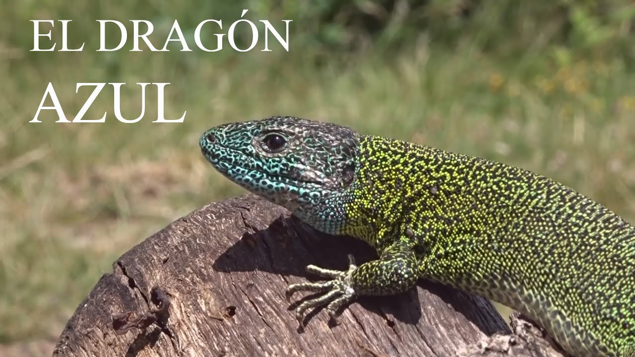 Episodio vigésimo noveno : El dragón azul