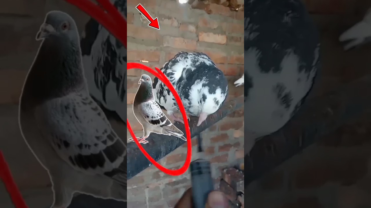 #uk07rider #song #ukpigeon LOFT 🕊️👍😄