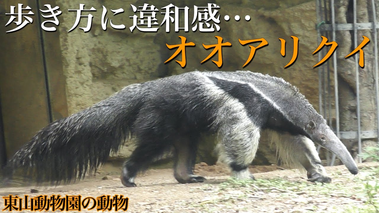 オオアリクイ（アリクイ）の歩き方は少し変わってます〜愛知県「東山動物園」の動物〜