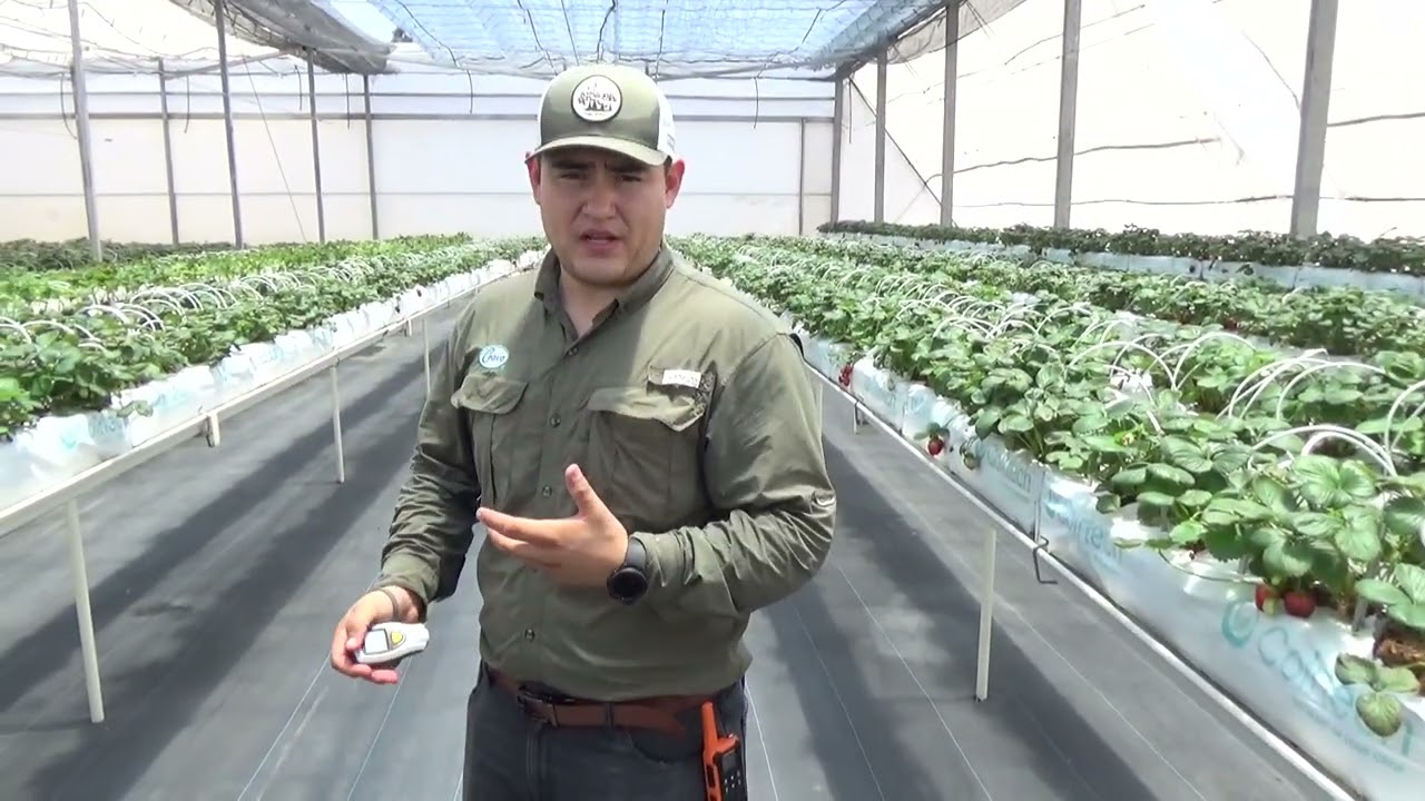 Comparando luz y temperatura de hoja y superficie bajo techo retractil blanco, transparente y Iyris