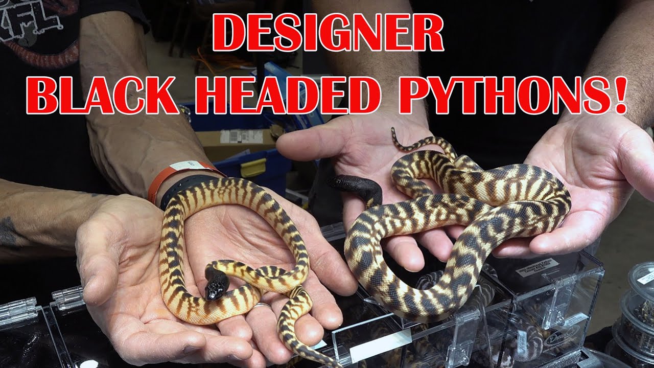 BLACK HEADED PYTHONS with JASON HOOD! DAYTONA REPTILE EXPO- Part 2