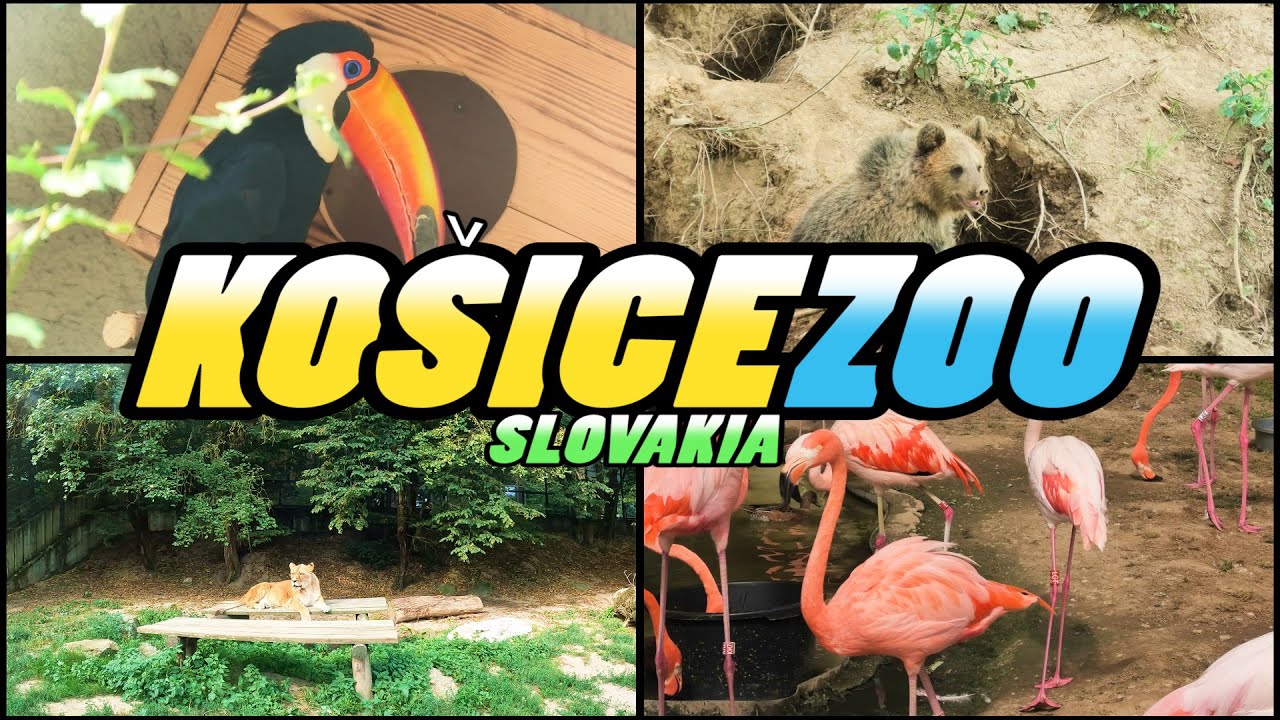 Ko&scaron;ice ZOO - Slovakia [4k]