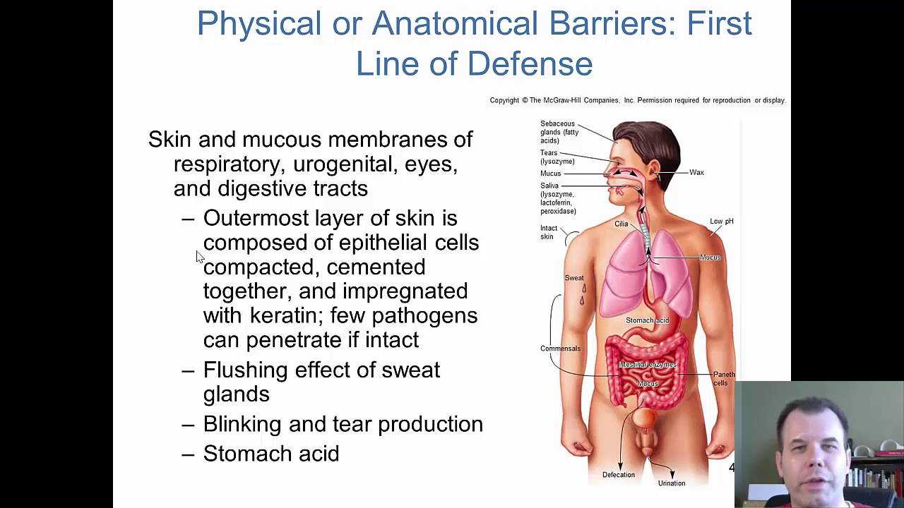 Chapter 14 - Innate Immunity