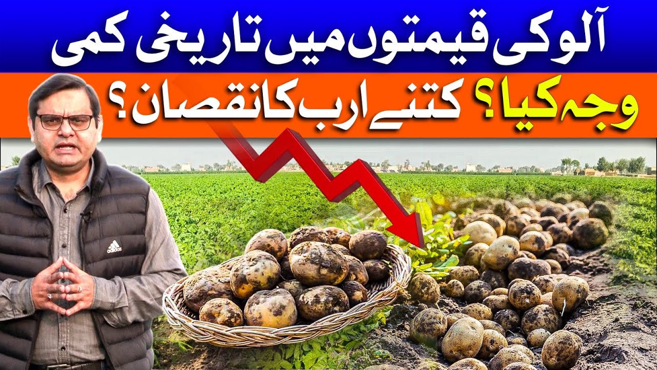 Potato Prices Plummet: What's Behind the Historic Drop? | Dawn News