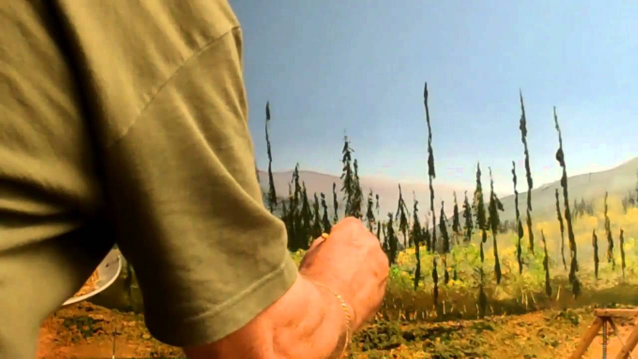 Part 16: Painting trees and adding pines in foreground. by Lex Parker