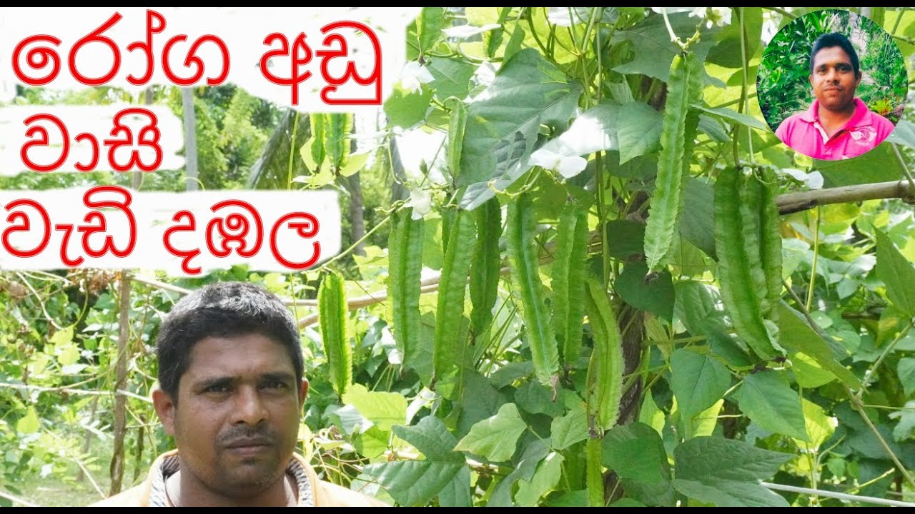 winged cultivation දඹල වගාව ගෙවතු වගාව කාබනික වගාව .dabala wagawa Home gardening Organic cultivation