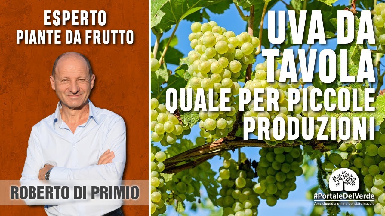 Uva da tavola: quale scegliere per piccole produzioni?
