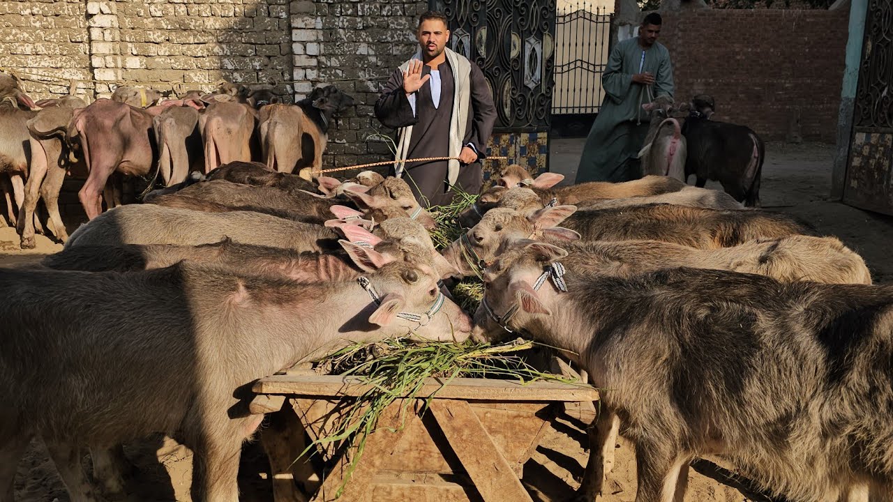 زلزال جنوني في اسعار العجول والعجلات الجاموس الانية المنوفي الأصلي اسعار تفتح النفس وتاكل عيش