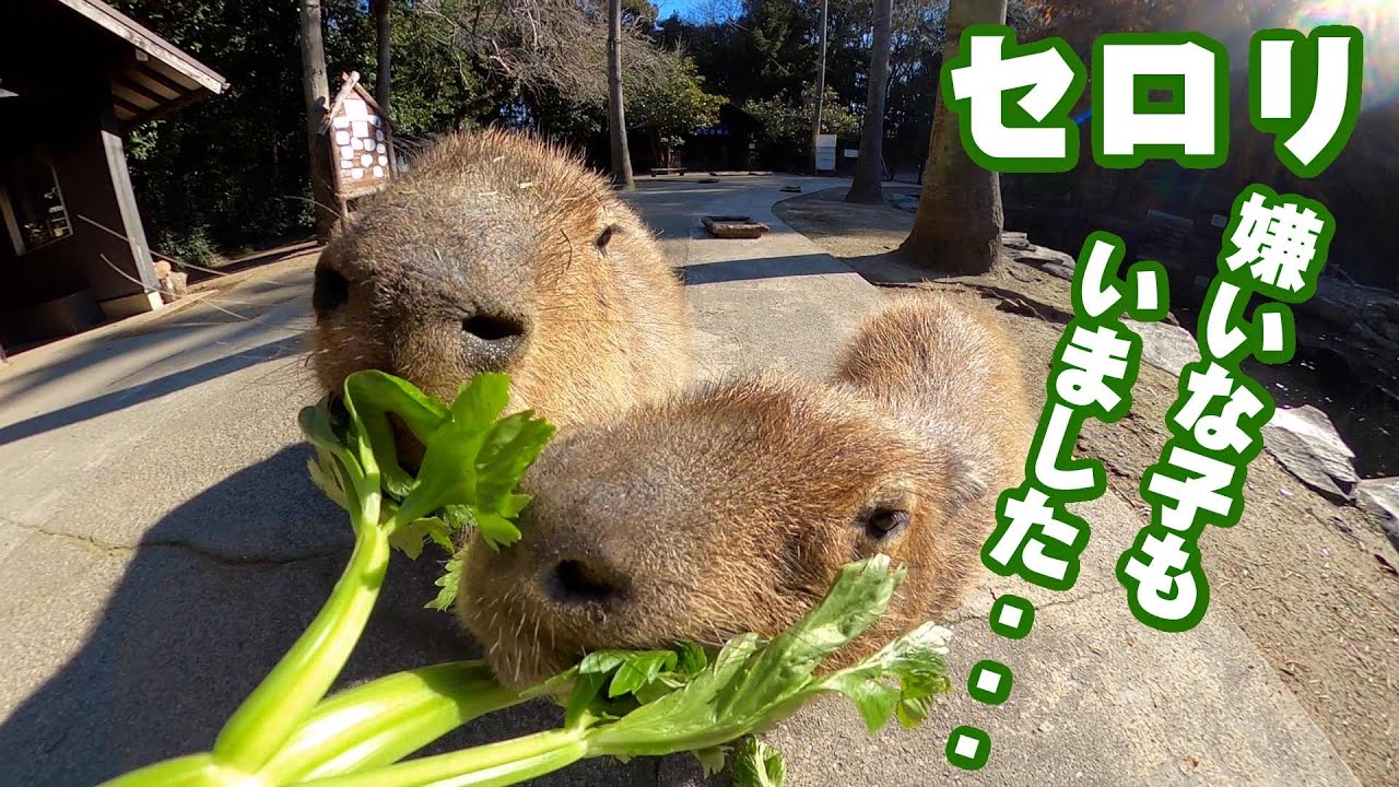 初めてのセロリにカピバラ さんの絶妙なリアクション【ASMR】Capybara eat celery